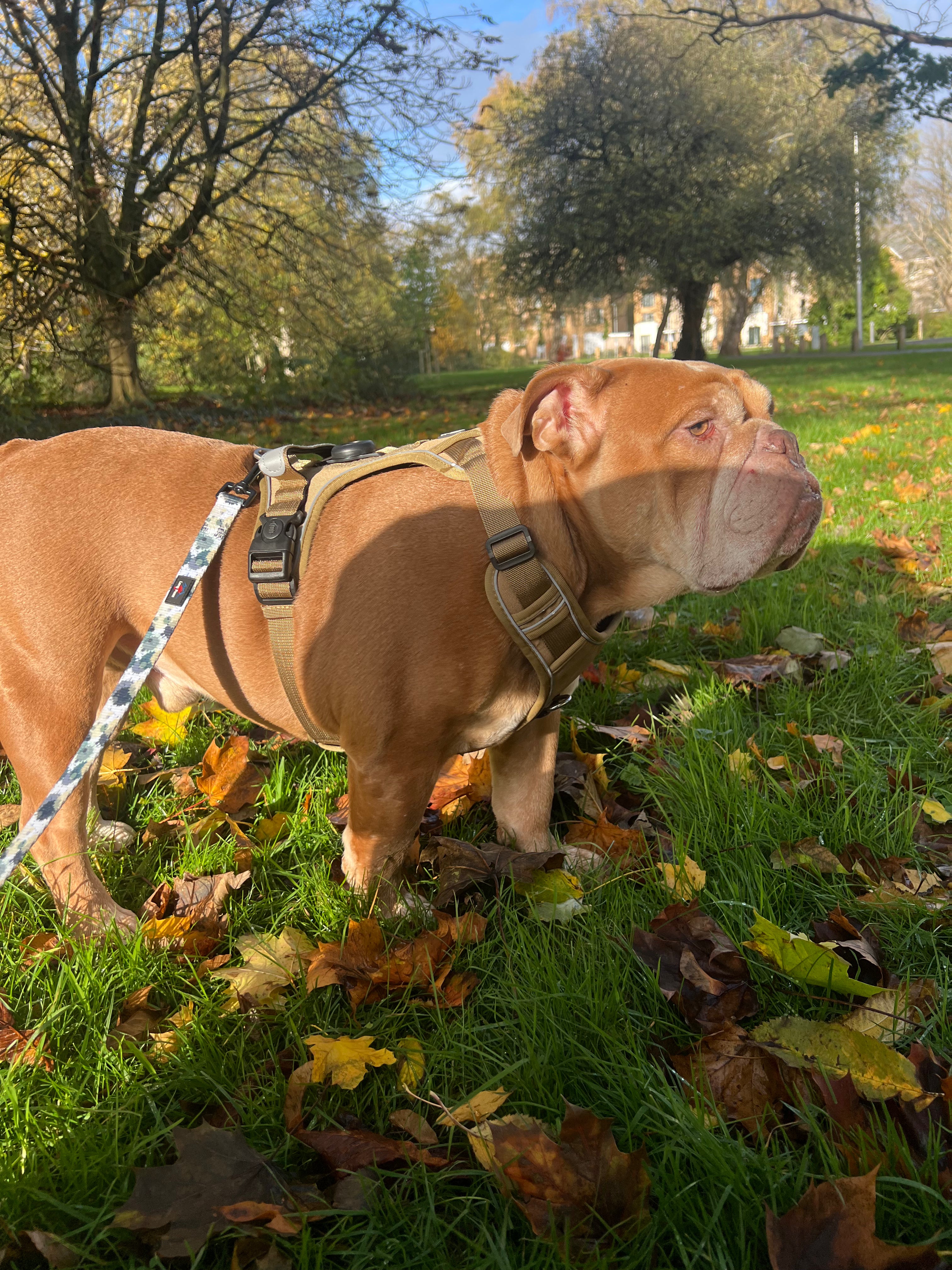 Dog Harness with Airtag Holder (Optional Heavy-Duty Lead)